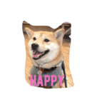 柴犬 シーザーとエリちゃん（個別スタンプ：7）