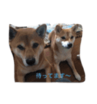 柴犬 シーザーとエリちゃん（個別スタンプ：8）