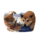 柴犬 シーザーとエリちゃん（個別スタンプ：9）