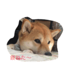 柴犬 シーザーとエリちゃん（個別スタンプ：10）