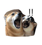 柴犬 シーザーとエリちゃん（個別スタンプ：11）
