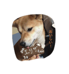 柴犬 シーザーとエリちゃん（個別スタンプ：13）