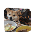 柴犬 シーザーとエリちゃん（個別スタンプ：14）