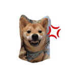 柴犬 シーザーとエリちゃん（個別スタンプ：15）