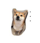 柴犬 シーザーとエリちゃん（個別スタンプ：16）