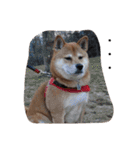 柴犬 シーザーとエリちゃん（個別スタンプ：17）