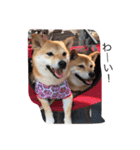 柴犬 シーザーとエリちゃん（個別スタンプ：18）