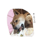柴犬 シーザーとエリちゃん（個別スタンプ：19）