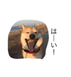 柴犬 シーザーとエリちゃん（個別スタンプ：20）
