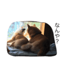 柴犬 シーザーとエリちゃん（個別スタンプ：21）