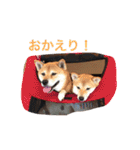柴犬 シーザーとエリちゃん（個別スタンプ：23）