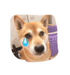 柴犬 シーザーとエリちゃん（個別スタンプ：24）