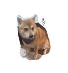 柴犬 シーザーとエリちゃん（個別スタンプ：25）