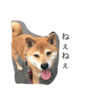 柴犬 シーザーとエリちゃん（個別スタンプ：26）