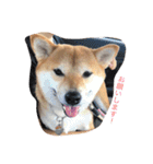 柴犬 シーザーとエリちゃん（個別スタンプ：27）
