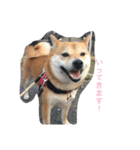 柴犬 シーザーとエリちゃん（個別スタンプ：28）