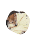 柴犬 シーザーとエリちゃん（個別スタンプ：29）
