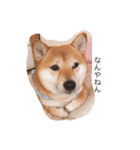 柴犬 シーザーとエリちゃん（個別スタンプ：30）