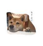 柴犬 シーザーとエリちゃん（個別スタンプ：32）