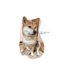 柴犬 シーザーとエリちゃん（個別スタンプ：33）