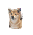 柴犬 シーザーとエリちゃん（個別スタンプ：34）