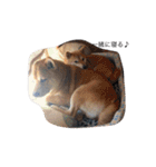 柴犬 シーザーとエリちゃん（個別スタンプ：35）