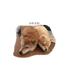 柴犬 シーザーとエリちゃん（個別スタンプ：36）