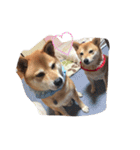 柴犬 シーザーとエリちゃん（個別スタンプ：37）