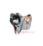 柴犬 シーザーとエリちゃん（個別スタンプ：38）