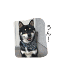 柴犬 シーザーとエリちゃん（個別スタンプ：39）