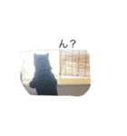 柴犬 シーザーとエリちゃん（個別スタンプ：40）