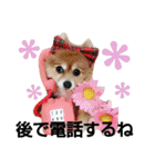 コスプレ ポメラニアンDuffy1（個別スタンプ：7）