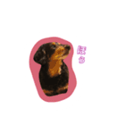 ミニチュアダックスフンドのショコラ（個別スタンプ：3）