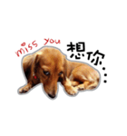 Dachshund GaGa part6（個別スタンプ：8）