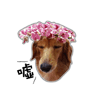 Dachshund GaGa part6（個別スタンプ：10）