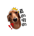 Dachshund GaGa part6（個別スタンプ：11）