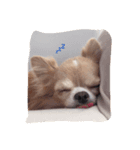 もぐみです 5（個別スタンプ：3）