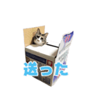 もふとネオバのスタンプ（個別スタンプ：4）