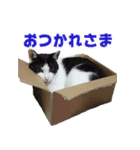 もふとネオバのスタンプ（個別スタンプ：7）