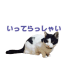 もふとネオバのスタンプ（個別スタンプ：9）
