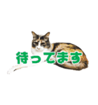 もふとネオバのスタンプ（個別スタンプ：11）