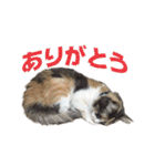 もふとネオバのスタンプ（個別スタンプ：12）
