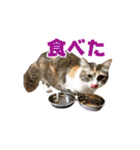 もふとネオバのスタンプ（個別スタンプ：16）