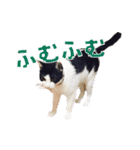 もふとネオバのスタンプ（個別スタンプ：18）