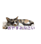 もふとネオバのスタンプ（個別スタンプ：21）