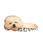 くつ下わんことわたあめちゃん（個別スタンプ：1）