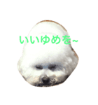 くつ下わんことわたあめちゃん（個別スタンプ：5）
