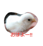 チャボと仲間（個別スタンプ：1）