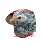 チャボと仲間（個別スタンプ：3）
