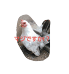 チャボと仲間（個別スタンプ：4）